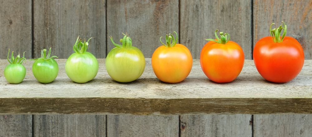 A line of tomatoes signifying development